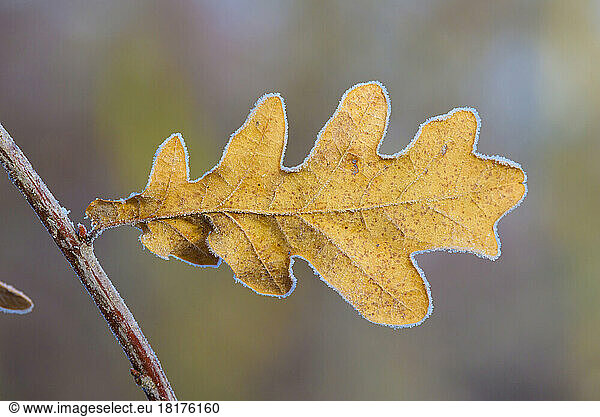 Close-up of Oak Leaf in Winter  Hesse  Germany