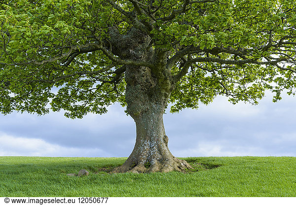 Close-up of Oak tree trunk in spring in Scotland  United Kingdom