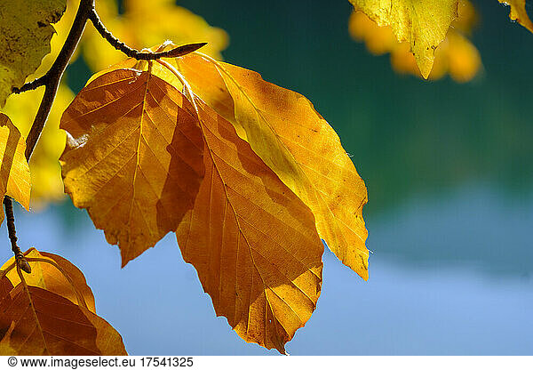 Close-up of orange colored autumn leaves