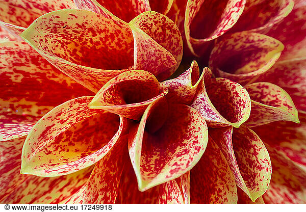 Close up of orange dahlia