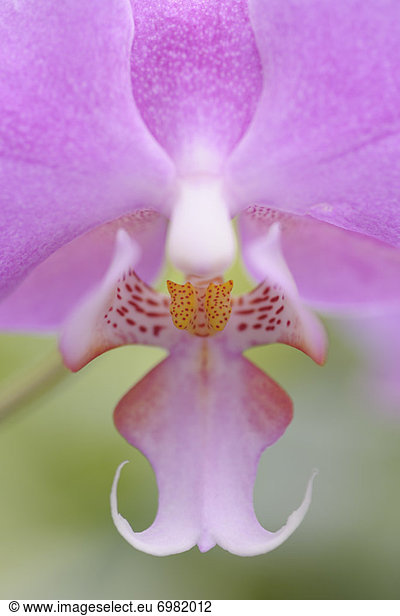 Close-up of Orchid