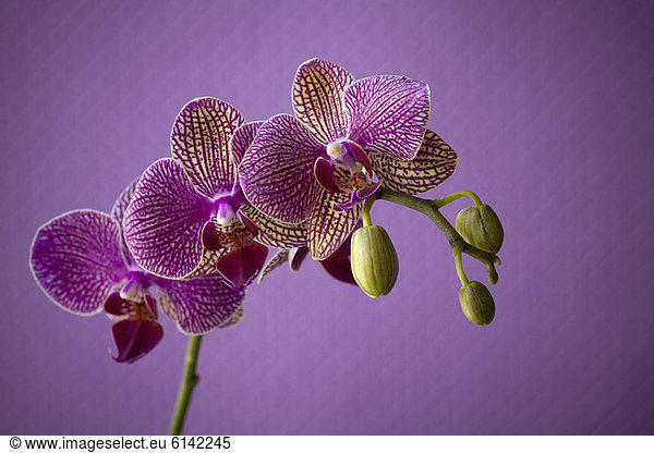 Close up of orchid flower petals