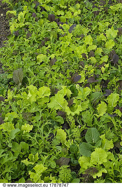 Close-up of organic micro greens