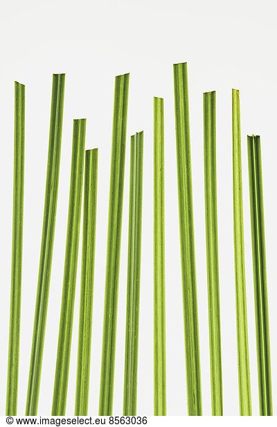 Close up of ornamental grass clippings on white background