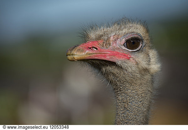 Close-Up Of Ostrich (Struthio Camelus) Against Blurred Background; Cabarceno  Cantabria  Spain