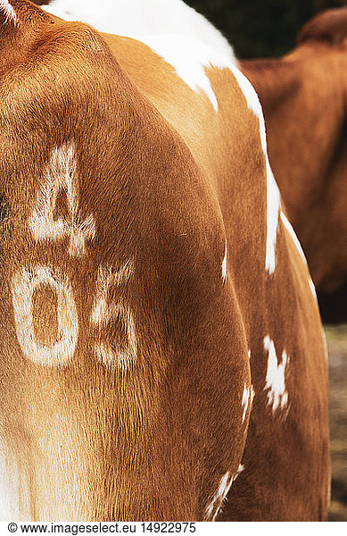 Close up of owners mark number 405 on Guernsey cow.