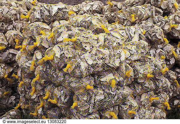 Close-up of oysters packed in netting