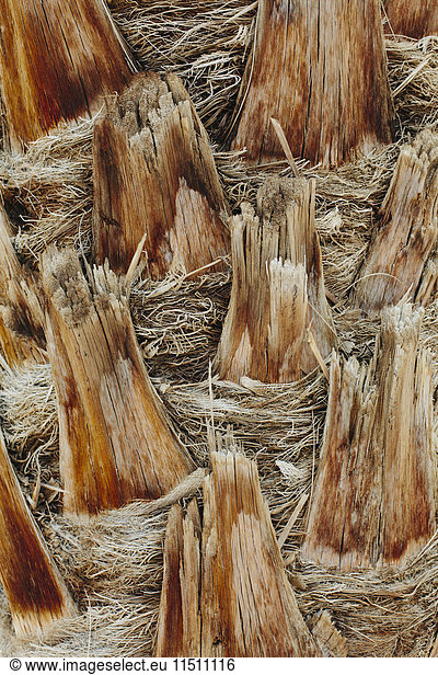 Close up of palm tree trunk.