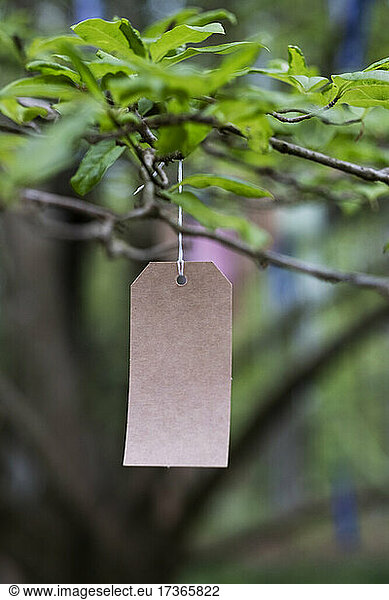 Close up of paper tag in a tree  decoration for a woodland naming ceremony.