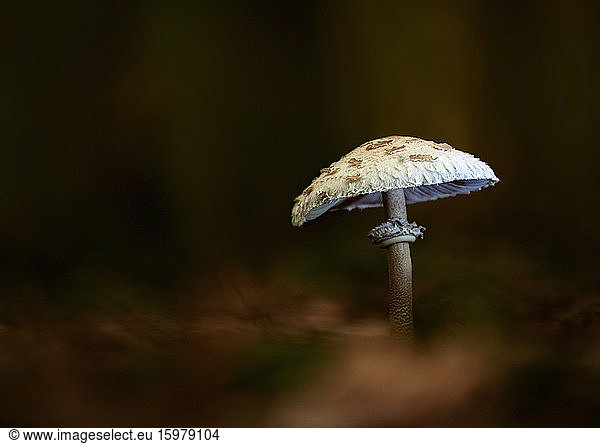 Close-up of parasol mushroom (Macrolepiota procera) growing in forest