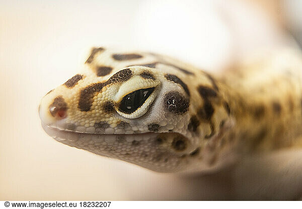 Close-up of patterned leopard gecko