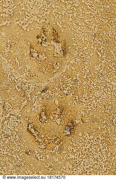 Close-up of Paw Prints in Sand  Upper Palatinate  Bavaria  Germany