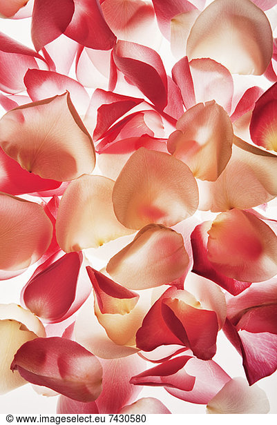 Close up of peach and pink flower petals