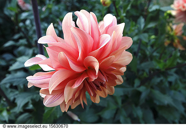 Close-up of peach dahlia growing in park