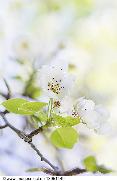 Close-up of pear blossoms