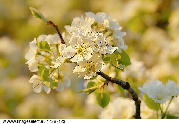 Close up of pear tree blossoms in spring  Switzerland  Europe