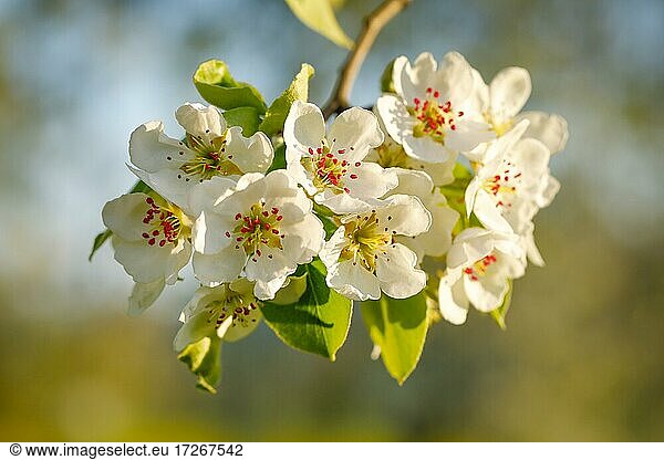 Close up of pear tree blossoms in spring  Switzerland  Europe