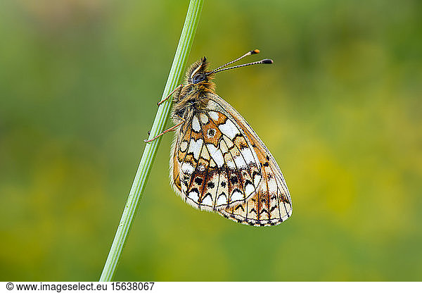 Close-up of pearl-bordered fritillary on plant stem