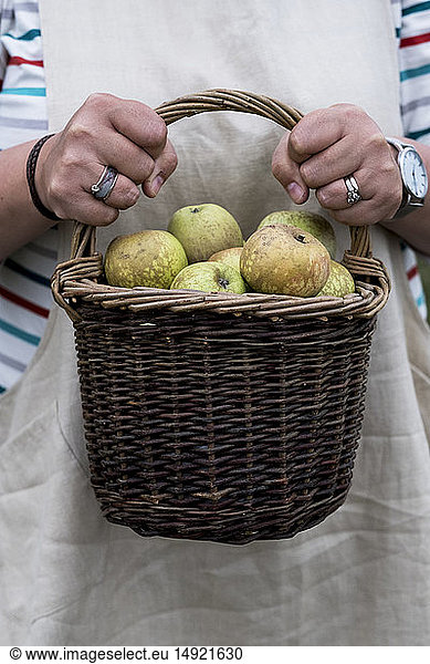 Close up of person holding brown wicker basket with freshly picked apples.