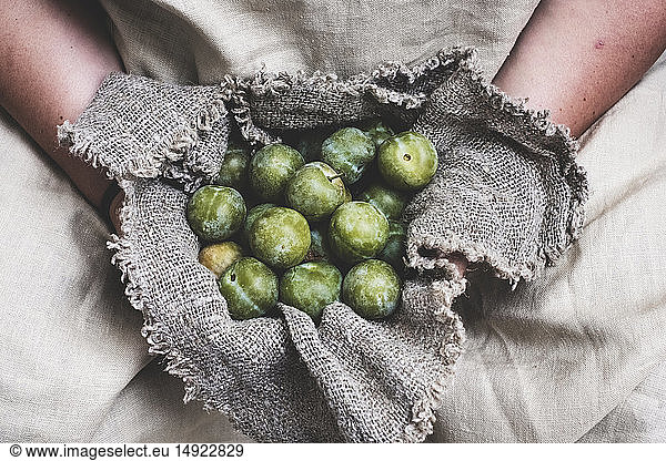 Close up of person holding fresh greengages in grey cloth.
