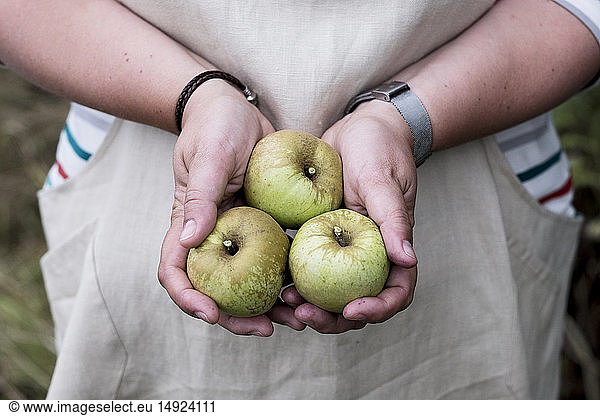 Close up of person holding three green apples.