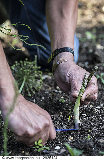 Close up of person picking green asparagus in garden.