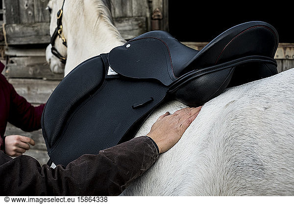 Close up of person putting black saddle on white horse.
