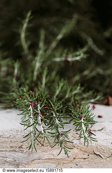 Close-up of petals lying on growing rosemary