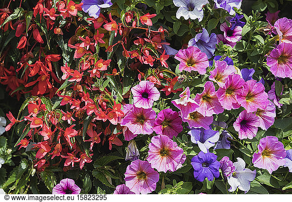 Close-up of petunia and begonia flowers blooming in spring