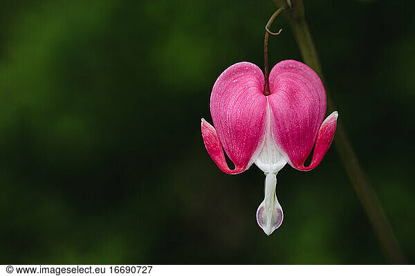 Close up of pink and white bleeding heart flower in bloom.