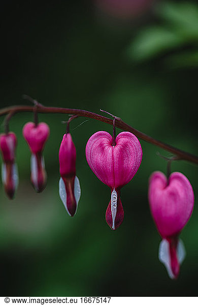 Close up of pink and white bleeding heart flowers in bloom.