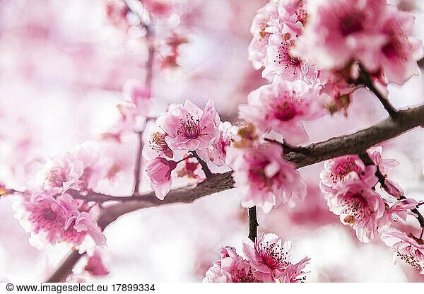 Close-up of pink blooming cherry blossoms