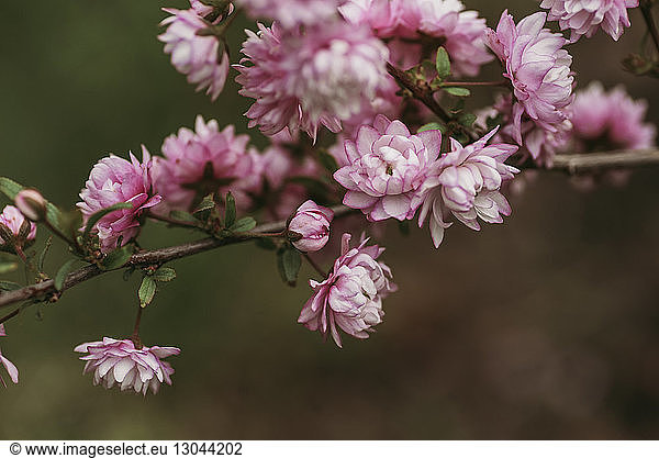 Close-up of pink flowers blooming on plant stem