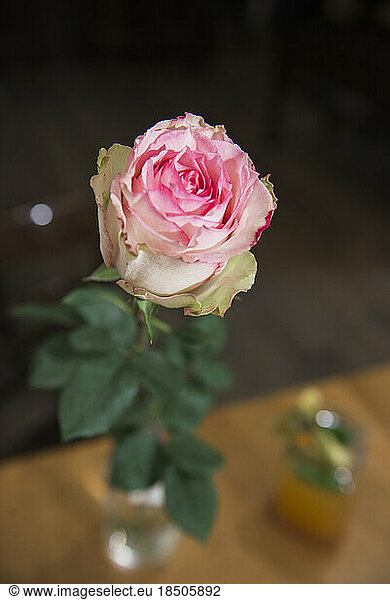 Close-up of pink rose with leaves