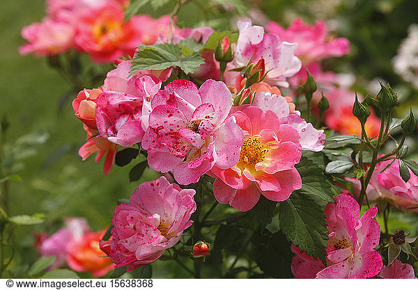 Close-up of pink roses growing in garden  Germany