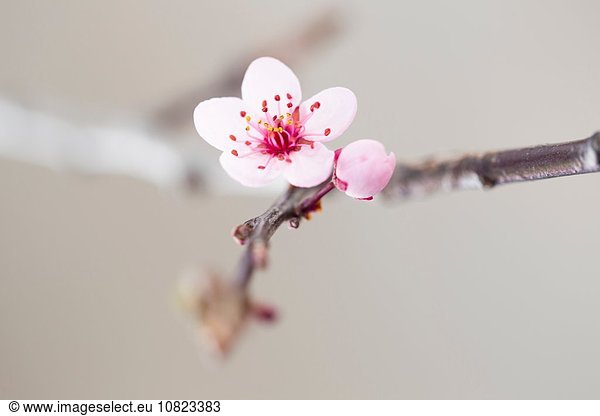 Close up of pink tree blossom