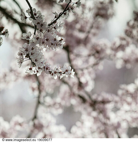 Close up of plum tree blossoms.