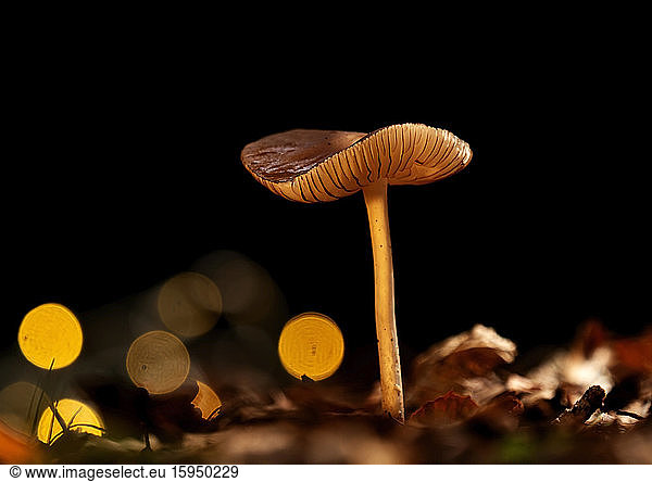 Close-up of pluteus lutescens mushroom growing in forest
