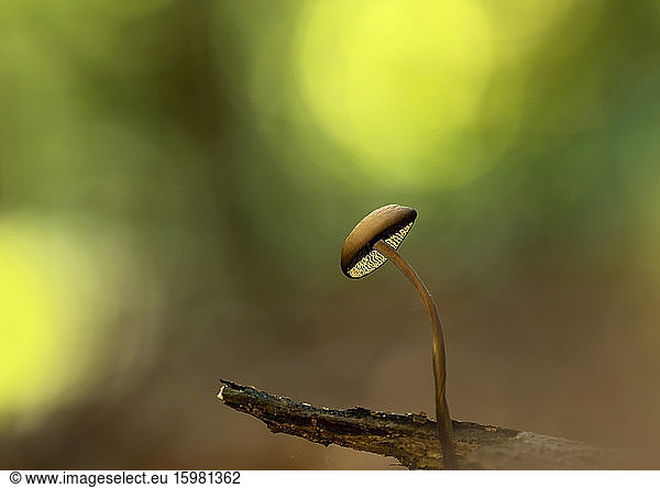 Close-up of pluteus podospileus mushroom growing in forest