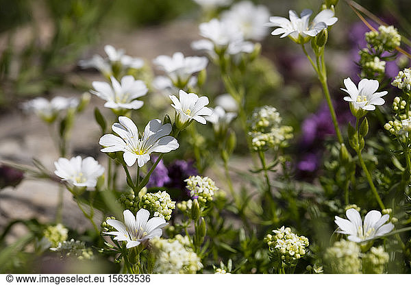 Close-up of Polygala alpestris flowers blooming outdoors  KitzbÃ¼hel  Tyrol  Austria