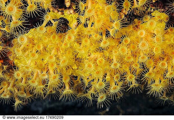 Close-up of polyps of yellow cluster anemones (Parazoanthus axinellae)  Elba  Tuscany  Italy  Europe