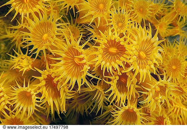 Close-up of polyps of yellow cluster anemones (Parazoanthus axinellae)  Mediterranean Sea  Elba  Tuscany  Italy  Europe