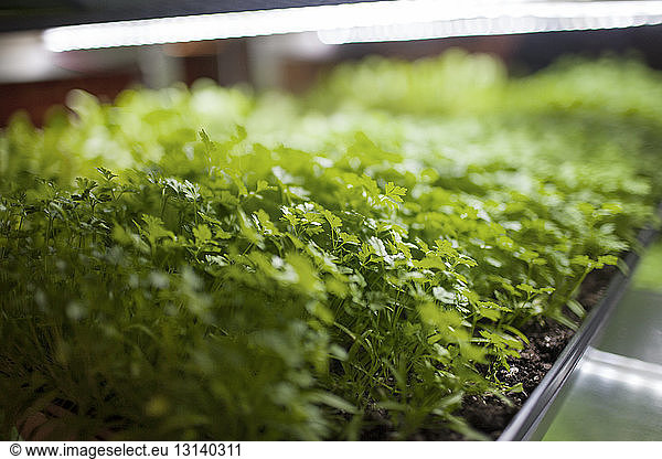 Close-up of potted plants growing in illuminated shelf