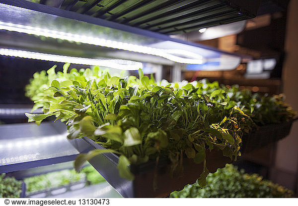 Close-up of potted plants in illuminated shelf