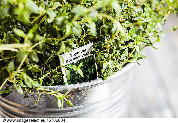 Close-up of potted thyme
