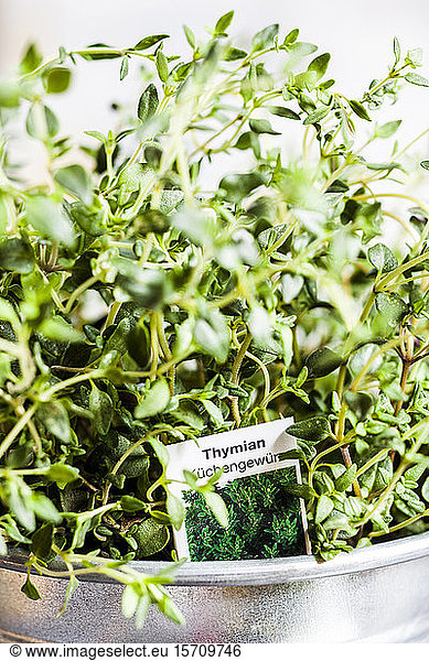 Close-up of potted thyme