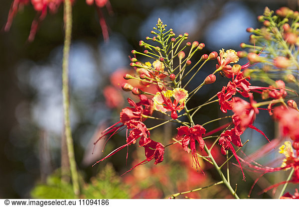 Close-up of Pride of Barbados flower  Costa Rica