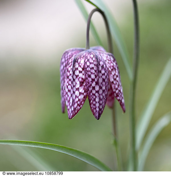 Close up of purple and white snake’s head fritillary flower