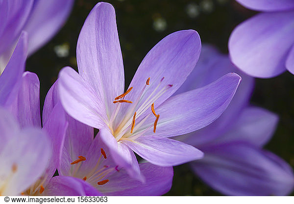 Close-up of purple crocus