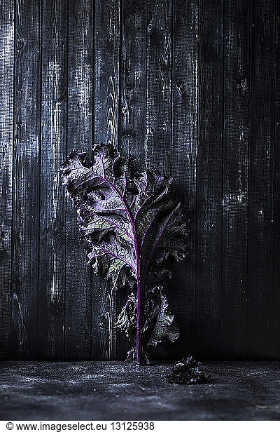 Close-up of purple kale on wooden wall